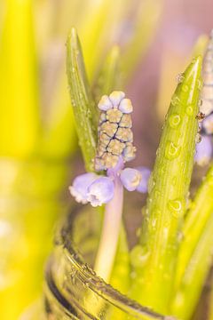 raisin bleu sur Tonny Visser-Vink