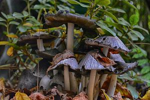 Pilze