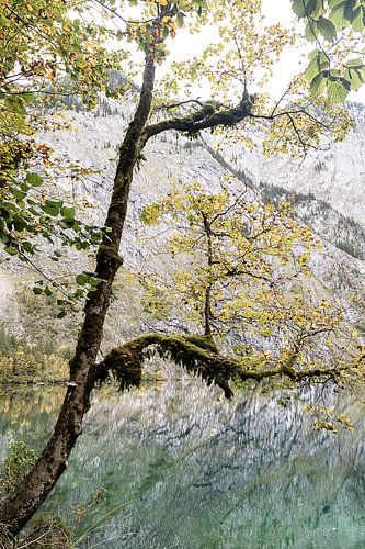 Obersee VI