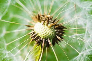 Paardenbloem detail von Inge Vel