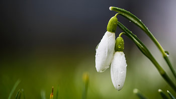 Die erste Blume des Frühlings