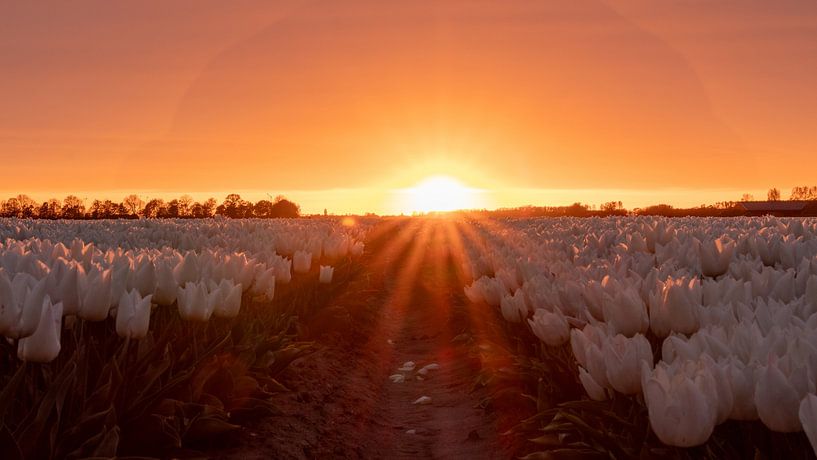 Zonsondergang tulpenveld Goeree-Overflakkee van Julienne van Kempen