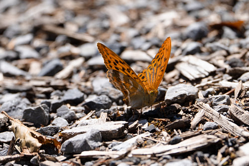 Schmetterling (Kaisermantel)