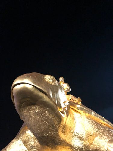 Schildpad in Nieuwpoort