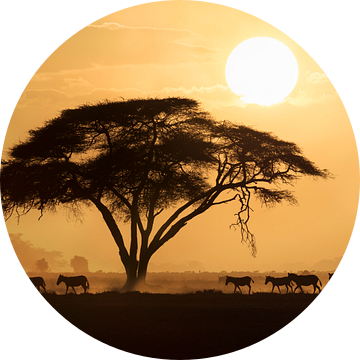 Silhouet van een groep Zebra's (Equus quagga burchellii) lopend langs een grote Acacia boom tijdens 