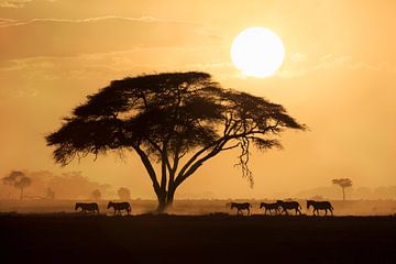 Silhouette of a group of Burchell’s Zebra (Equus quagga burchellii) walking past a large acacia tree by Nature in Stock