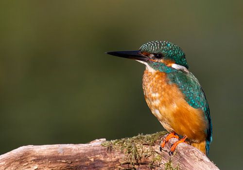 Eisvogel (Alcedo atthis)