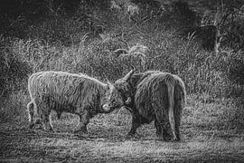 Les Scottish Highlanders en noir et blanc sur Dirk van Egmond