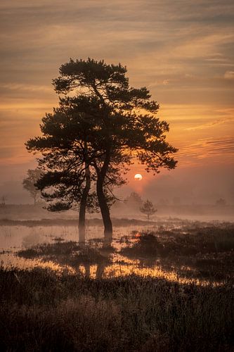 Magische mistige zonsopkomst bij het Leersumse Veld