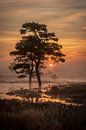 Magical misty sunrise at Leersumse Veld by Moetwil en van Dijk - Fotografie thumbnail