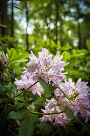 Rhododendron aus der Nähe von Alexander van der Molen