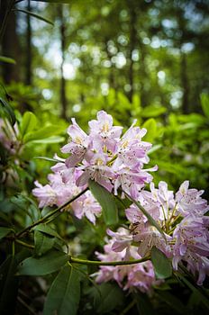 Rhododendron aus der Nähe