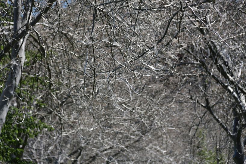 nature art by Eduard metz