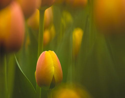 Tulpen