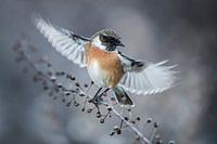 Roodborsttapuit (Saxicola rubicola)