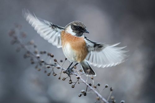 Roodborsttapuit (Saxicola rubicola)