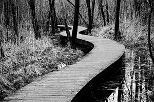 Houten voetpad door de bossen in Brabant | Nederland van Photolovers reisfotografie