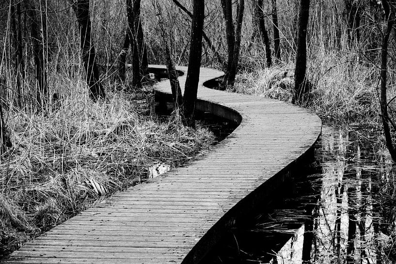 Hölzerner Fußweg durch den Wald in Brabant | Niederlande von Photolovers reisfotografie