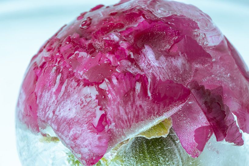 Red clove in ice  ball by Marc Heiligenstein