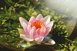 Nénuphar sur Elspeth Scott