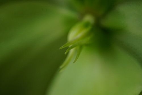 Rose de printemps sur Sonja Bohte