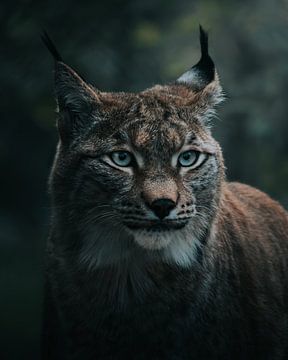 Lynx in de schemering van Nils Hornschuh