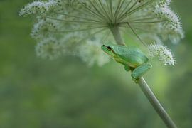 Tree frog in shades of green by Yvon van der Laan