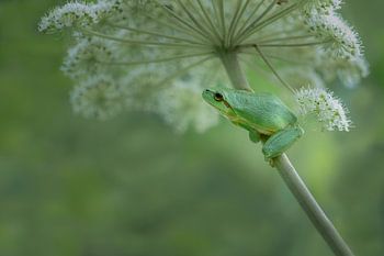 Laubfrosch in Grüntönen
