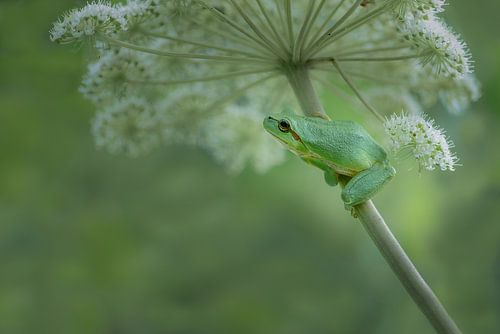 Rainette dans des tons verts