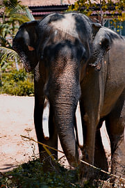 Asian elephant with tusks in soft light