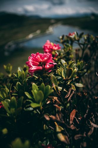 Rhododendron hirsutum