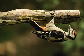 Painted woodpecker hanging by Wouter van Twillert