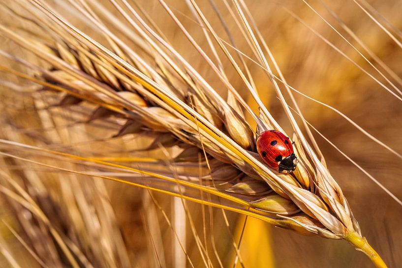 Ladybird by Rob Boon