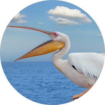 Pelikaan vangt een vis