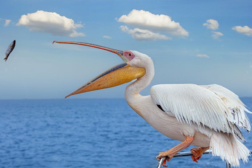 Pelikan fängt einen Fisch von Tilo Grellmann