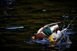 Canard secoué