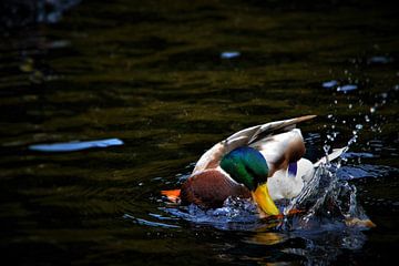 Shaking duck by YesItsRobin