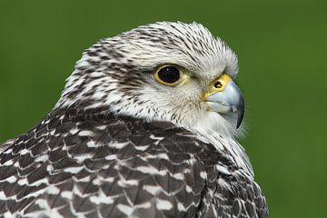 Porträt eines Geierfalkens von Ronald Pol