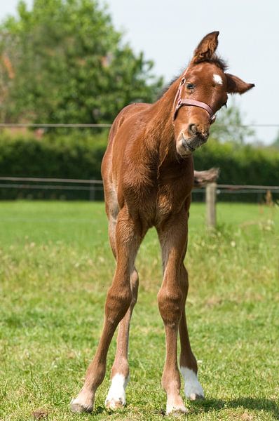 Veulen van 10 dagen oud par Marcel Mooij