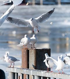 Der Kampf um Nahrung