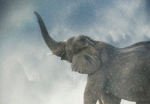 Elephant sur Marcel van Balken