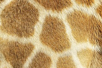 Giraffe by Jan van Reij