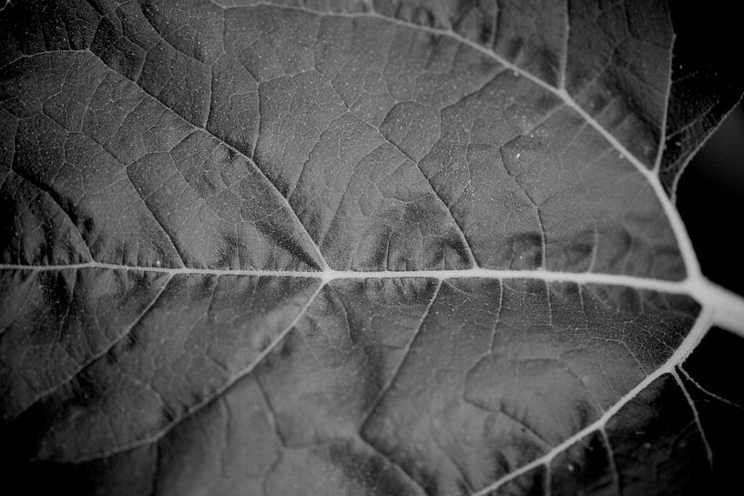 Light and grain by Annelies Schaepherders