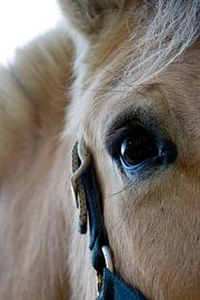 Die Seele eines Pferdes von Studio Voorpret