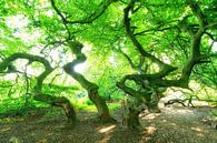 Süntel-beuk met groene boomtoppen van Oliver Henze thumbnail