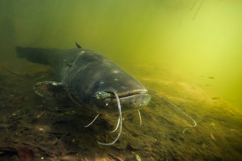 Catfish the great predatory fish of the fresh water on hunt by Arthur de Bruin