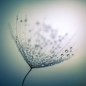 Wassertröpfchen auf einer Fussel