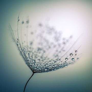 Water droplets on a lint by Bert Nijholt