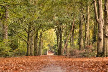 HDR - Herfst in Ede aan de Doolhoflaan