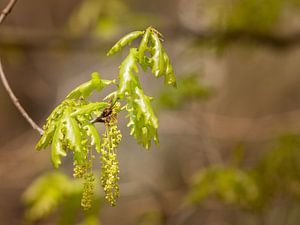 Bos in de lente
